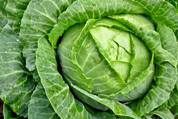 Cabbage