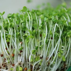 Broccoli Seed Sprout