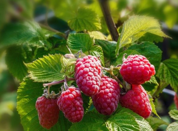 Raspberry red