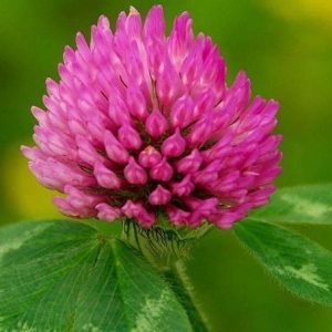 Red Clover Blossom