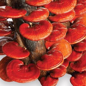 Reishi Mushrooms