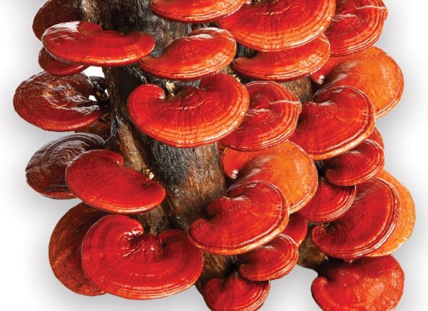 Reishi Mushrooms