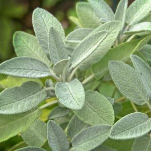 Sage leaf