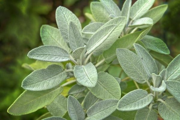 Sage leaf