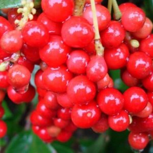 Schisandra: Nourish & Calm