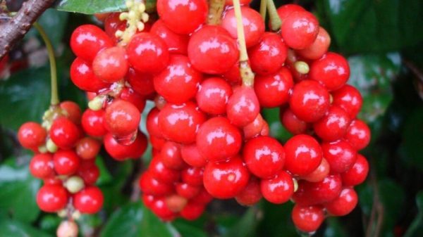 Schisandra: Nourish & Calm