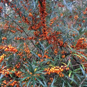 Sea buckthorn