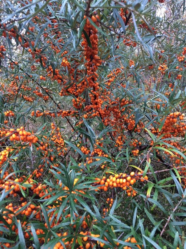 Sea buckthorn