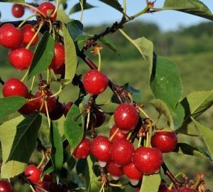 Tart (Sour) Cherry