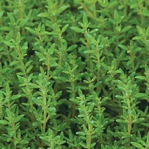 Thyme