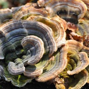 The Turkey Tail Mushroom