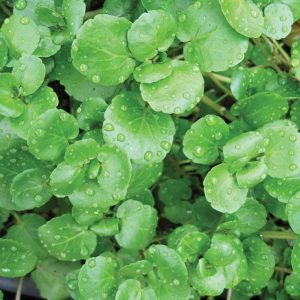 Watercress (Nasturtium officinale)