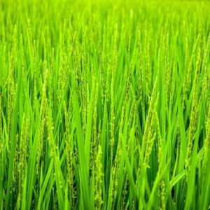 Wheatgrass