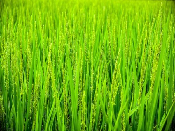 Wheatgrass