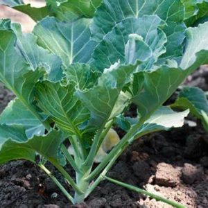 Collard greens (Brassica oleracea var. viridis)