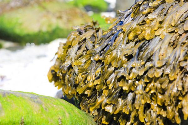 Irish sea moss