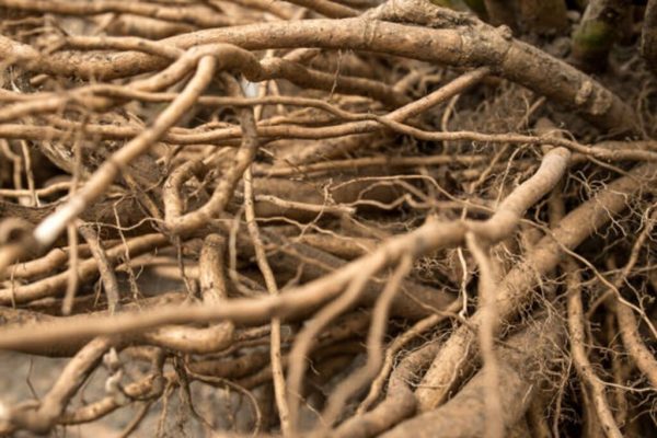 Nettle root