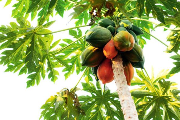 Papaya Leaf