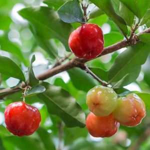 Acerola Cherry