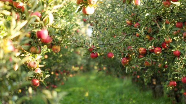 Apple (Malus domestica)