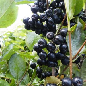 Aronia