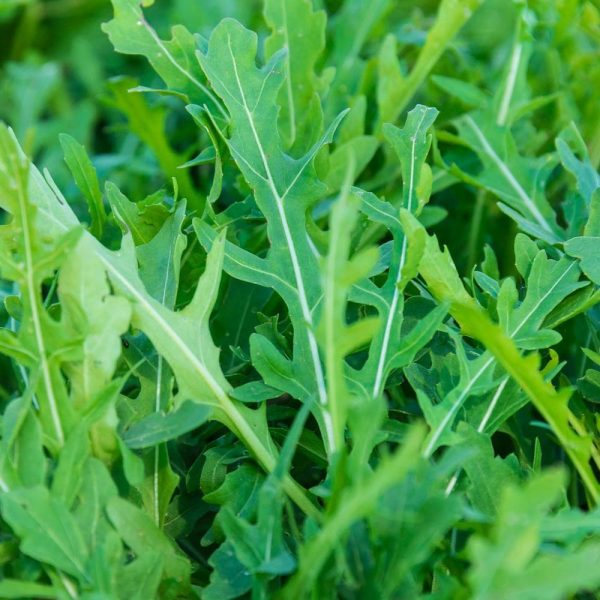 Arugula leaf powder