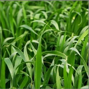 Barley grass (Hordeum vulgare)