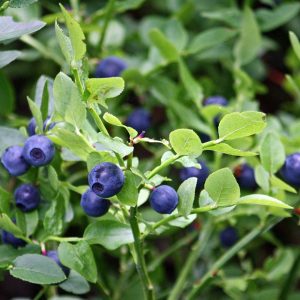 Bilberry European (Vaccinium myrtillus)