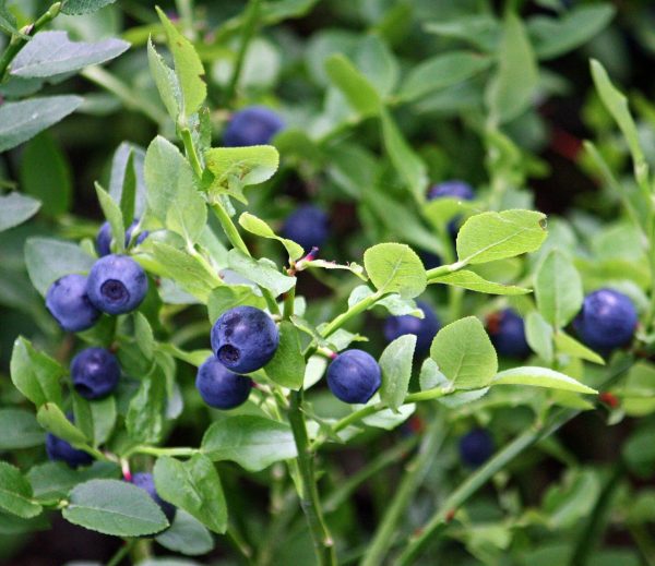 Bilberry European (Vaccinium myrtillus)