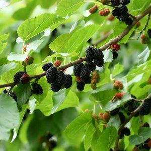 Black Mulberry (Morus nigra)