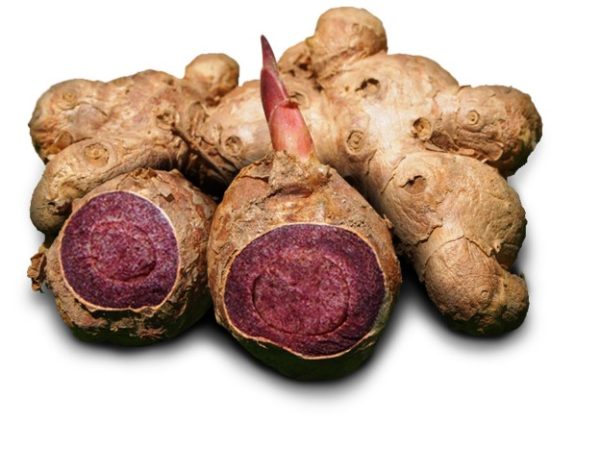 Black ginger root powder