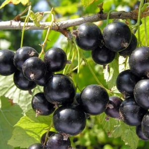 Blackcurrant (Ribes nigrum)