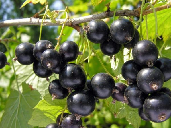 Blackcurrant (Ribes nigrum)