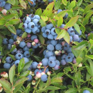 Blueberry (lowbush) Vaccinium angustifolium