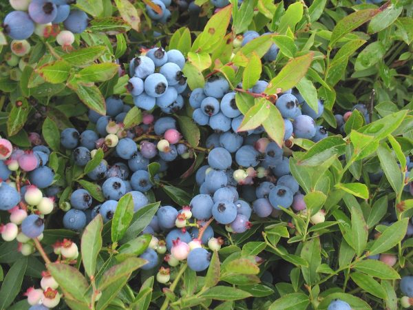 Blueberry (lowbush) Vaccinium angustifolium