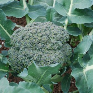 Broccoli (Brassica oleracea var. italica)
