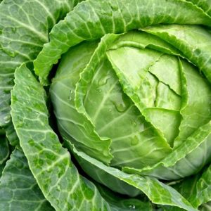 Cabbage (Brassica oleracea var. capitata)