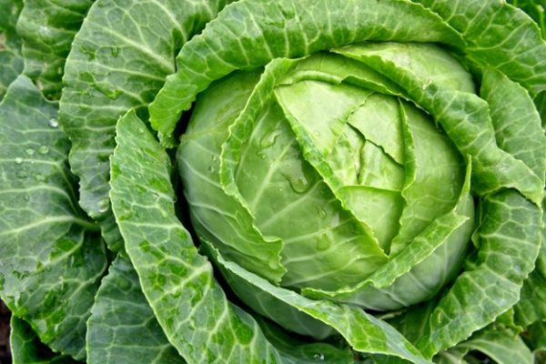 Cabbage (Brassica oleracea var. capitata)