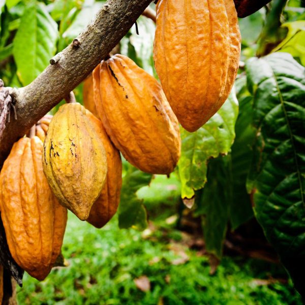 CACAO