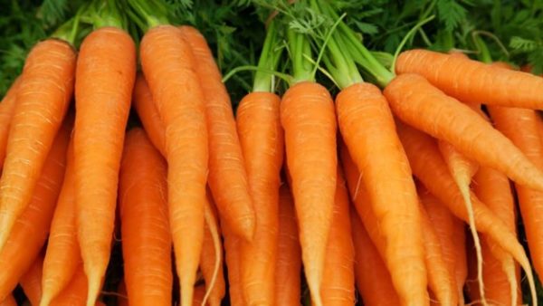 Carrot