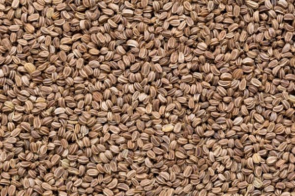 Celery seed