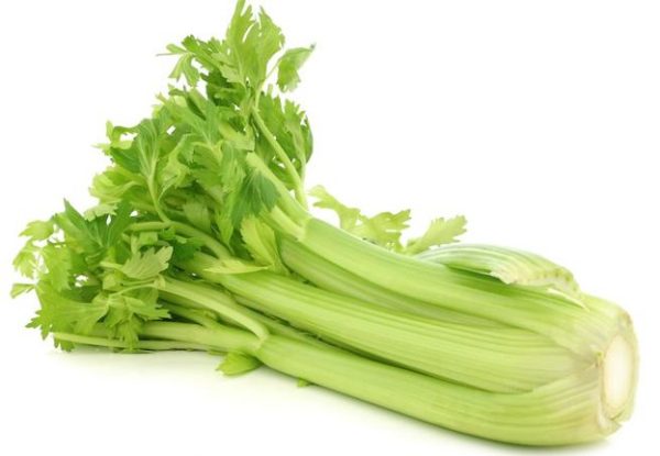 Celery stalk & leaf (Apium graveolens)