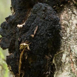 Chaga mushroom