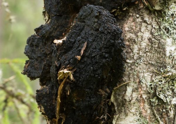 Chaga mushroom