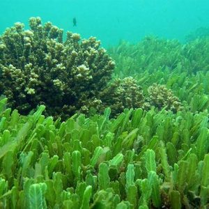 Chlorella (Broken cell wall) [chlorella vulgaris]