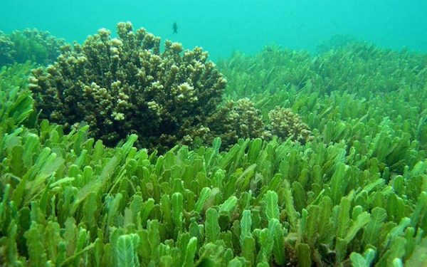 Chlorella (Broken cell wall) [chlorella vulgaris]