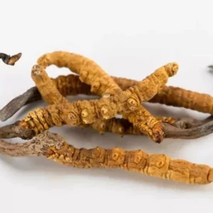 Cordyceps