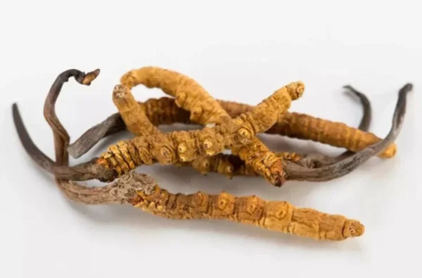 Cordyceps