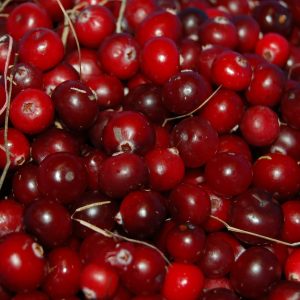 Cranberry (vaccinium macrocarpon)
