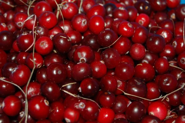Cranberry (vaccinium macrocarpon)